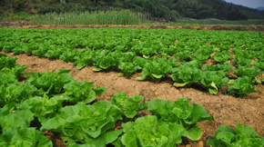 2016ЙC(j)ИI(y)ӭ°l(f)չ