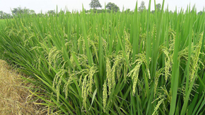 (gu)(ni)(zhun)(xing)߷ЙC(j)a(chn)I(y)l(f)չ