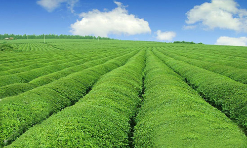 ЙCʮa(chn)I(y)l(f)չķ