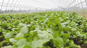 ЙCʴ滯ʣha(chn)ѭh(hun)r(nng)I(y)˳ڼô