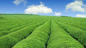 rIGɫlչԇcoץնCõIlչ