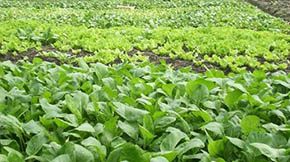 ʡB(yng)ֳUYԴùȡ÷eOЧ