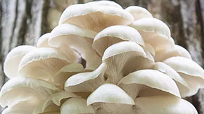 նЙC(j)ʣUѭh(hun)Gɫr(nng)I(y)l(f)չ