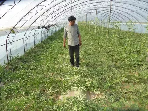 rIr岿ֹݼSֱ߀ȫ飡