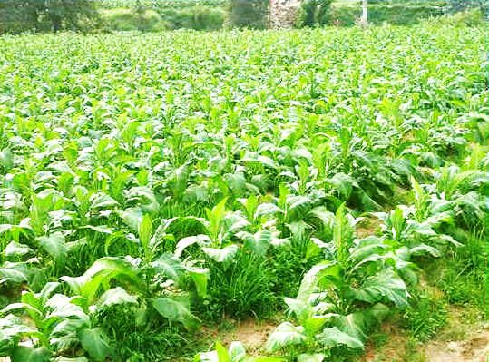 ؑcm_չrIԴȾ ȫлʺrˎʹÿքeBm510fp