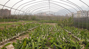 ͬճY(ji)ЙC(j)ʏ(f)ʳӰ푷