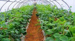 Ŀǰ�ͺ�(��)�������еĎ׷N��ˇ