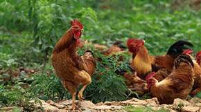 �u�S����������ЩΣ����