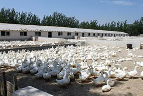 �B�������̎�����S�������@Щ�͉��� ��