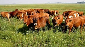 �����ţ�S���ЙC��