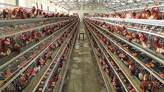 �u�S��ΰl(f��)���ЙC�ʣ�