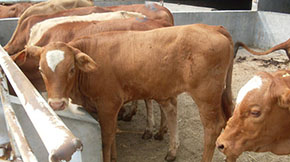 ţ�S�ӹ����ЙC����Ҫʲô�C����