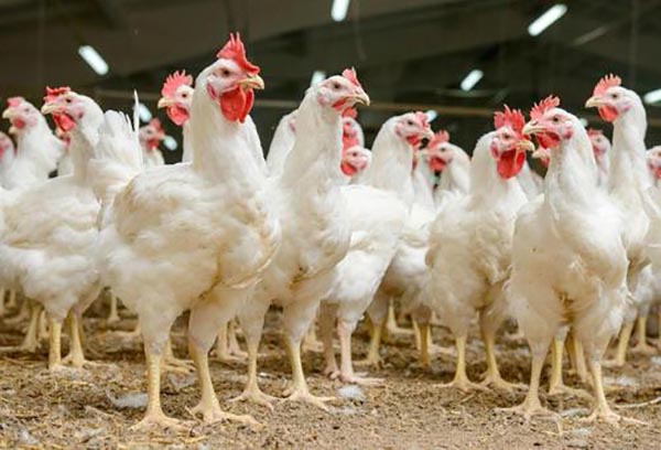 �u�S��ΰl(f��)���ЙC�ʣ�