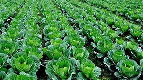 �ЙC�ʰl�ͳ�Ҋ���}